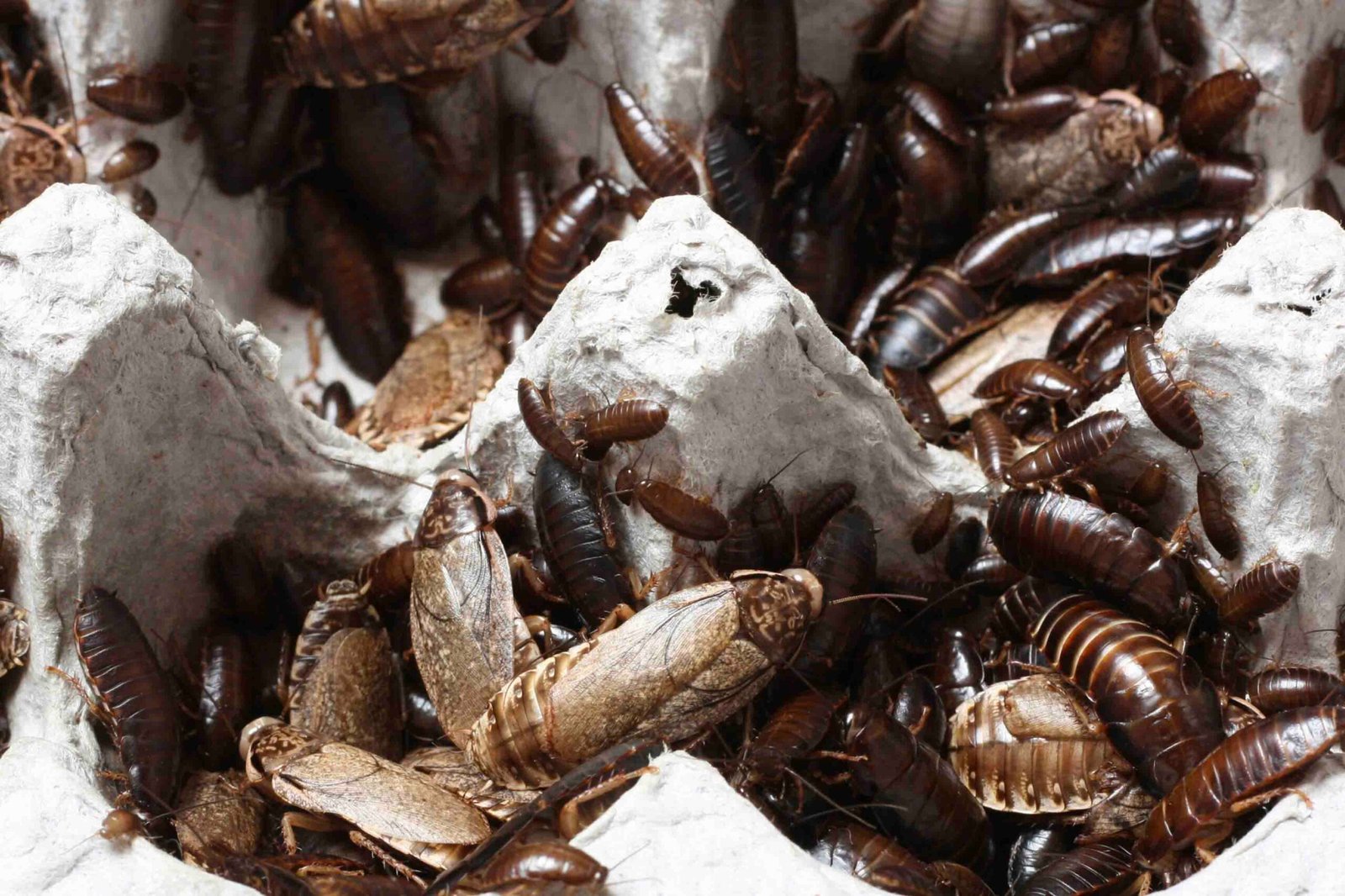 Pest control services in Guwahati by Zoziba